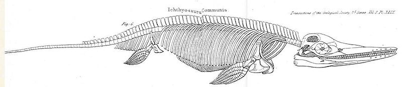 File:Conybeare Ichthyosaur 1824.jpg