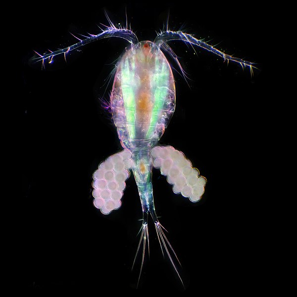 File:Copepod 2 with eggs.jpg