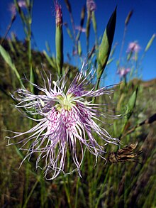 Dianthus broteri.jpg