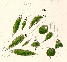 Ehrenberg euglena viridis.jpg