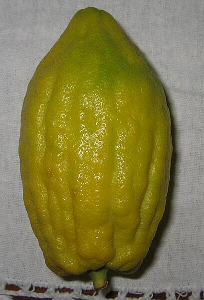 Archivo:Etrog without Pitom.jpg