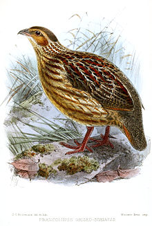 FrancolinusGriseostriatusKeulemans.jpg