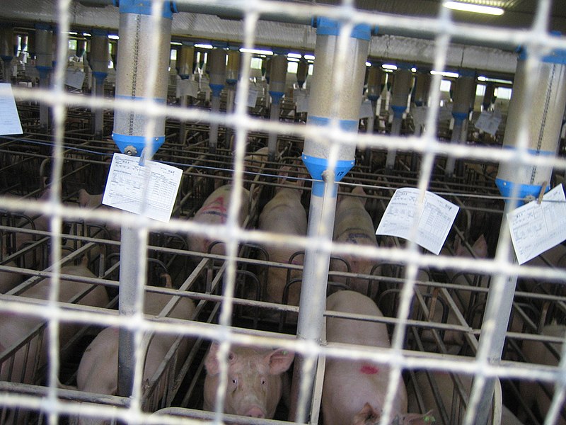 File:Gestation-crates.jpg