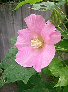 Hibiscus mutabilis5.jpg