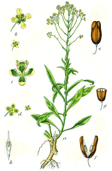 Archivo:Isatis tinctoria Sturm28.jpg