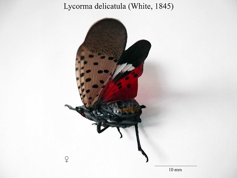 Файл:Lycorma delicatula.jpg