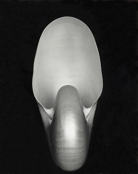 File:Nautilus by Edward Weston.jpg