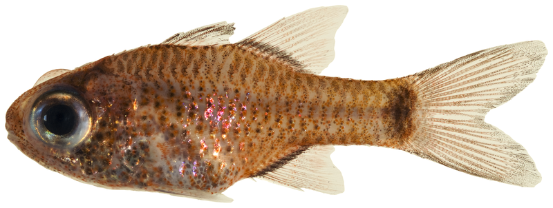 File:Phaeoptyx conklini - pone.0010676.g074.png