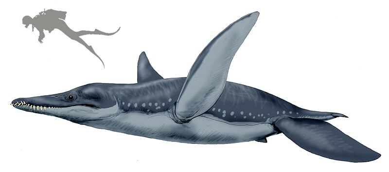 Файл:Pliosaurus funkei21DB 2.jpg