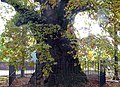 The oldest oak of the Benelux in Liernu (Belgium).