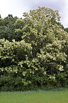 Robinia pseudoacacia sk.jpg