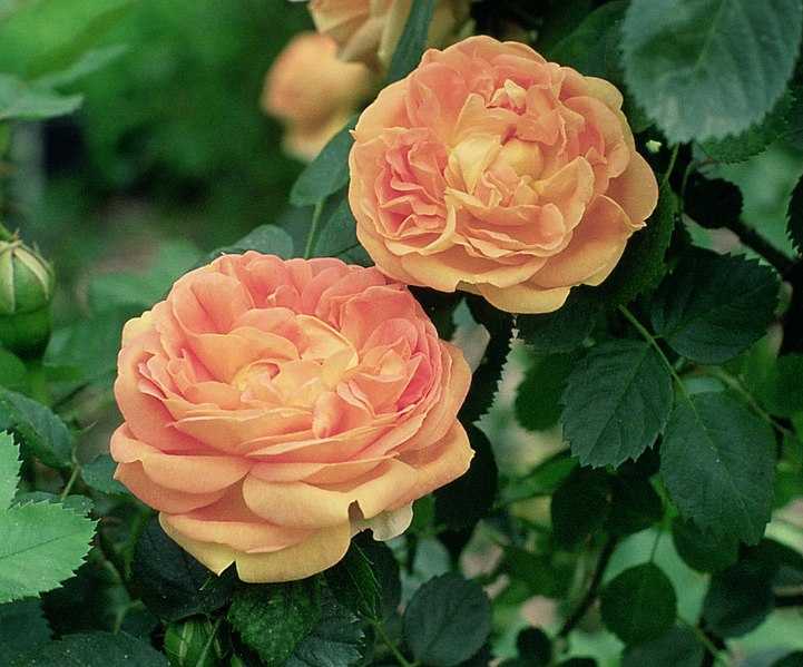 File:Rosa 'Soleil d'or2'.jpg