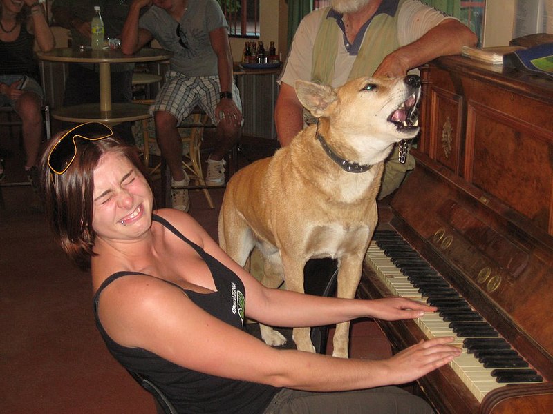 File:Singing dingo.jpg