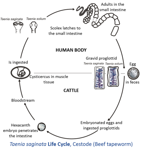 File:Taenia Saginata Life Cycle.tif