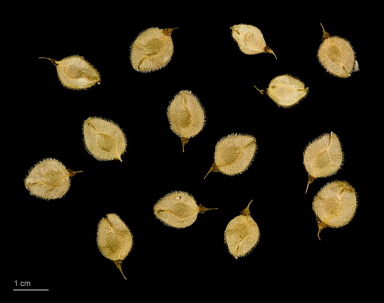 File:Ulmus laevis MHNT.BOT.2010.12.4.jpg