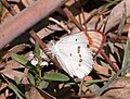 Crimson-Tip (Colotis danae) underside view @ Bangalore, India.