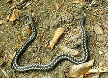 A slender adder lies in a half circle on the bare soil which has a few dried leaves. The black zig-zag pattern along the dorsal spine of the snake contrasts against the white borders forming a pattern resembling the teeth of an open zip.