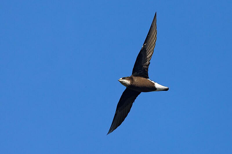 File:White-throated Needletail 0A2A6919.jpg