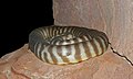   Endangered  Woma (Aspidites ramsayi)