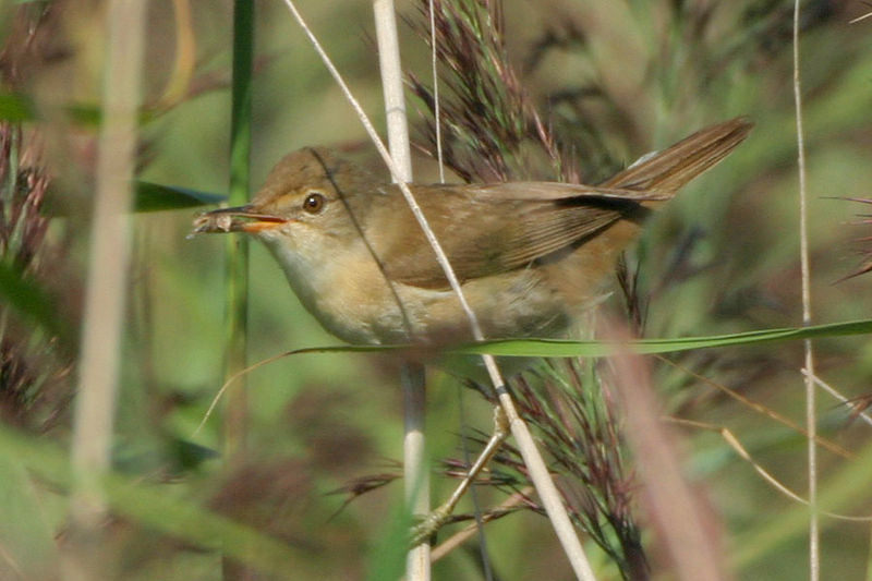 File:4566.reed warbler holding food.jpg