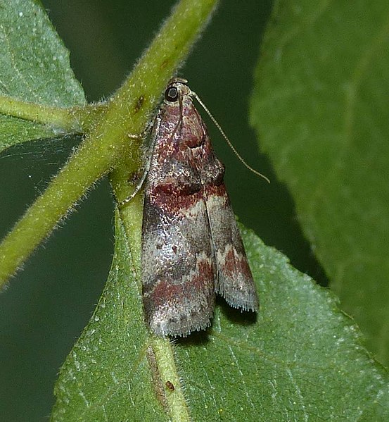 File:Acrobasis angusella 56079572.jpg