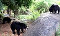 Bears at Bannargatta National Park