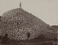 Image 13 Bison skull pile Photograph: Unknown; Restoration: Chick Bowen A pile of American bison skulls, waiting to be ground for fertilizer; a man stands atop the pile, with another in front of it. Bison, long a staple of Plains Indian tribal culture, were aggressively hunted by European settlers in the United States, nearly leading to the extinction of the species. More selected pictures