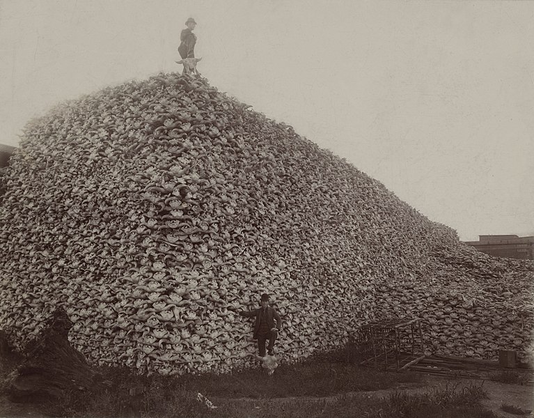 Archivo:Bison skull pile edit.jpg