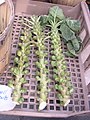 Brussels sprouts on stalks