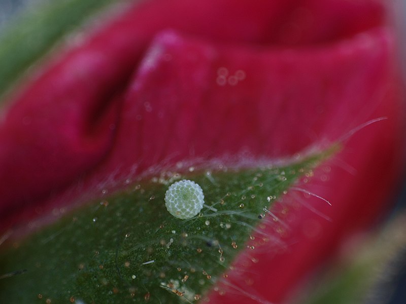 File:Cacyreus marshalli egg.jpg