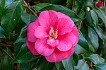 Thumbnail for Camellia japonica