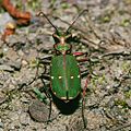 Скакун полевой (Cicindela campestris)[20]