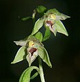 Дремлик тонкогубый (Epipactis leptochila) — верхушка соцветия