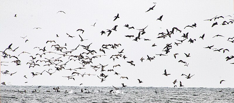 File:Flock of brown pelicans.jpg