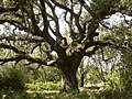 Encino (Quercus ilex)