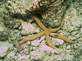 Guilding's sea star, Linkia guildingi, on Meedhupparu house reef in the Maldives.