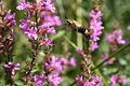 Snowberry Clearwing, Hemaris diffinis