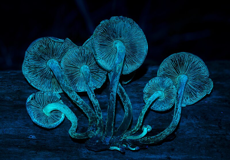 File:Hypholoma lateritium ultraviolet.jpg