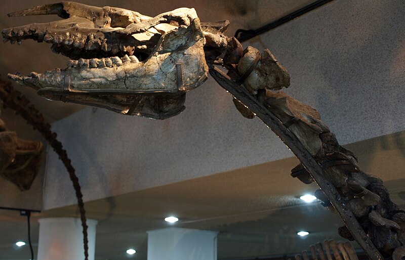 File:JuxiaSharamurenense-PaleozoologicalMuseumOfChina-May23-08.jpg