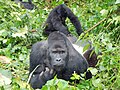 The eastern gorilla is the largest and one of the more endangered primates on the planet.