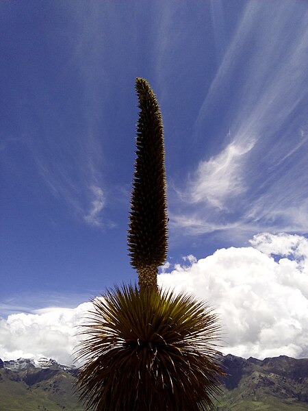 Archivo:La puya raimondii.jpg