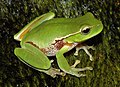 Image 12 Leaf Green Tree Frog Photo credit: Froggydarb A specimen from the "hybrid zone" of the Leaf Green Tree Frog (Litoria phyllochroa) and the Southern Leaf Green Tree Frog (L. nudidigitus), showing physical characteristics of both species. These small stream-dwelling frogs (averaging only 40mm in length), are native to eastern Australia and occur together south of Sydney. The two species are differentiated only by distribution, call and slight differences in flank markings. More selected pictures