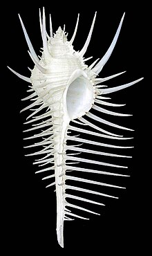 Murex pecten shell 3.jpg