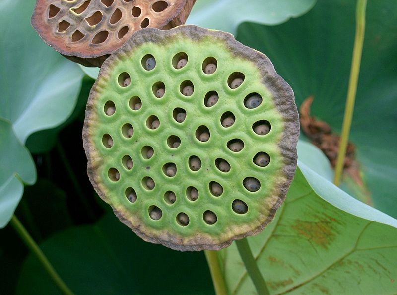 File:Nelumbo nucifera5.jpg