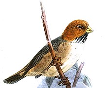 Neosuthora davidiana Keulemans.jpg