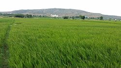 Rice paddy fields in Kondapuram