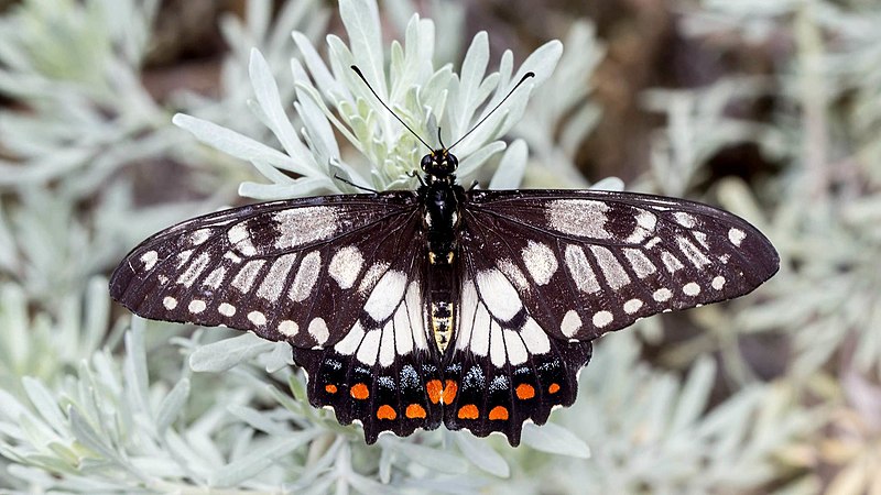 File:Papilio anactus 49116602.jpg