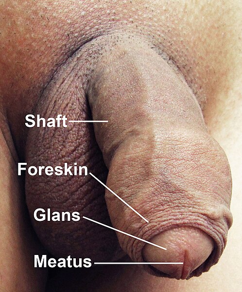 File:Penis with Labels.jpg