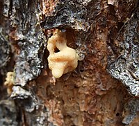 A lodgepole pine tree with a "pitch out".