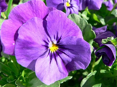 Purple pansy